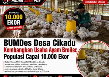 BUMDes Desa Cikadu Kembangkan Usaha Ayam Broiler, Populasi Capai 10.000 Ekor